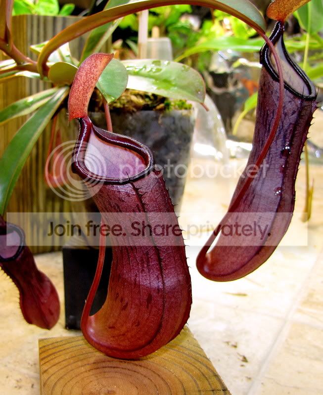 IMG_4867.jpg