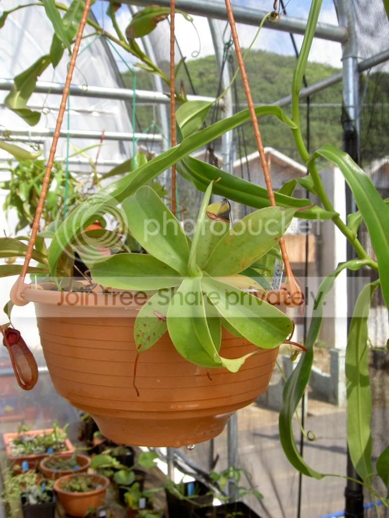 Nepenthessibuyanensis3-in-10509032.jpg