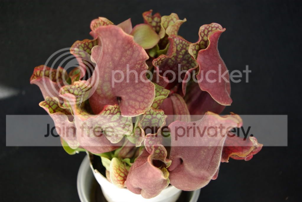 IMGP1184.jpg
