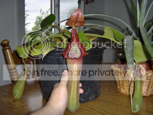 Ntruncata03-1.jpg