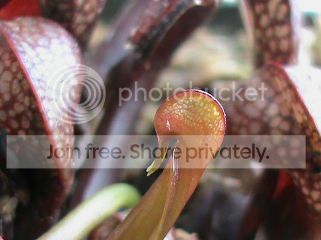 DSC00653_zps86ae65ea.jpg