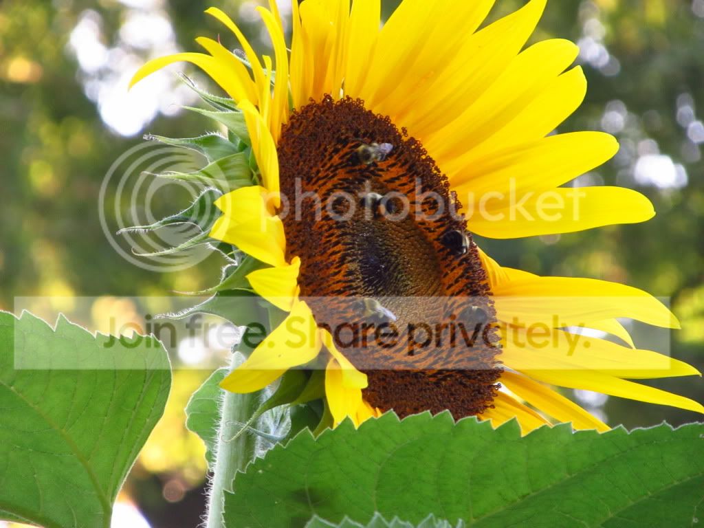 IMG_8052.jpg