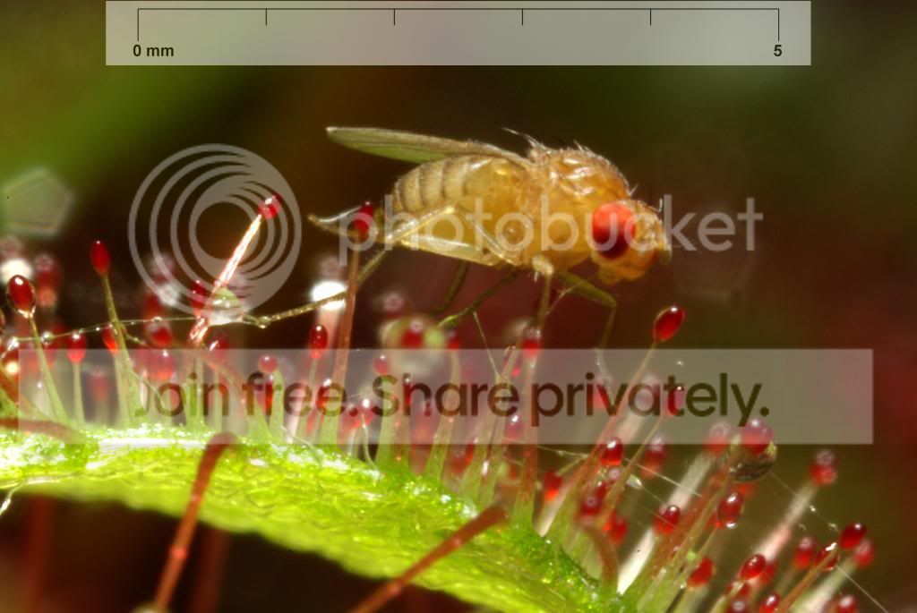 imgp5625_scale_zps67da5797.jpg