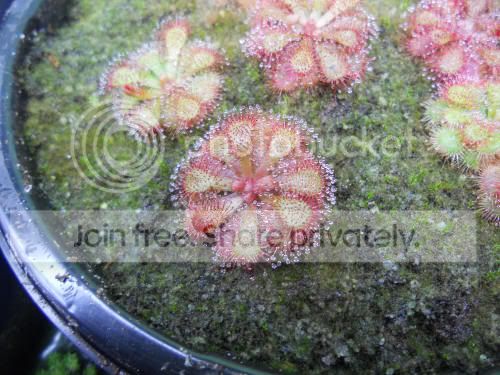 Dprettyrosette_5-3-12.jpg