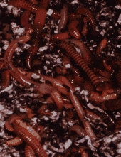 worm.GIF