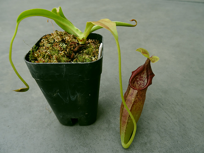 nepenthes-ovata-02.jpg