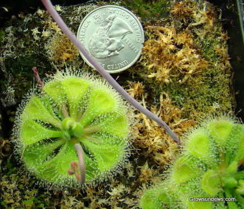 size_Drosera_Burmannii_green.JPG
