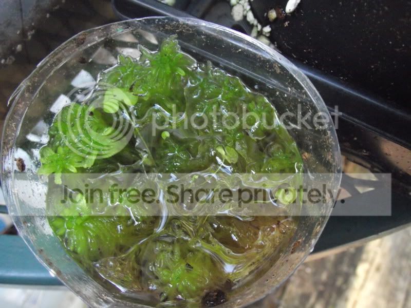 DSCF5724.jpg