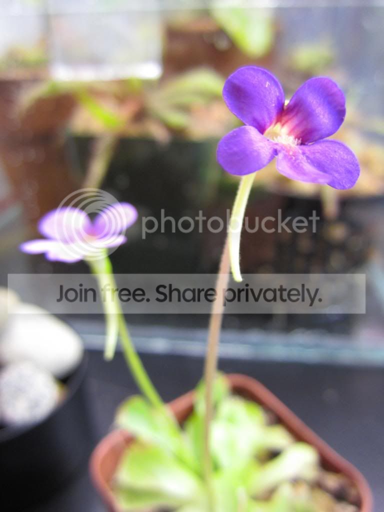 IMG_1471_zpsdd60c80c.jpg