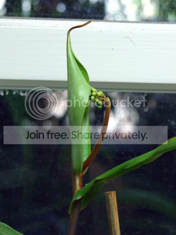 flowerspectabilis1.jpg