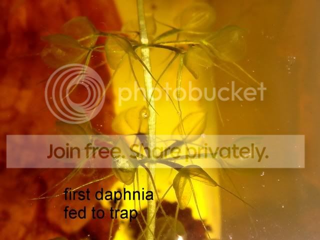 aldrovanda_traps1.jpg