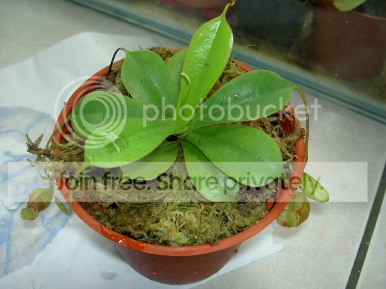 Nepenthessibuyanensis02-050405.jpg