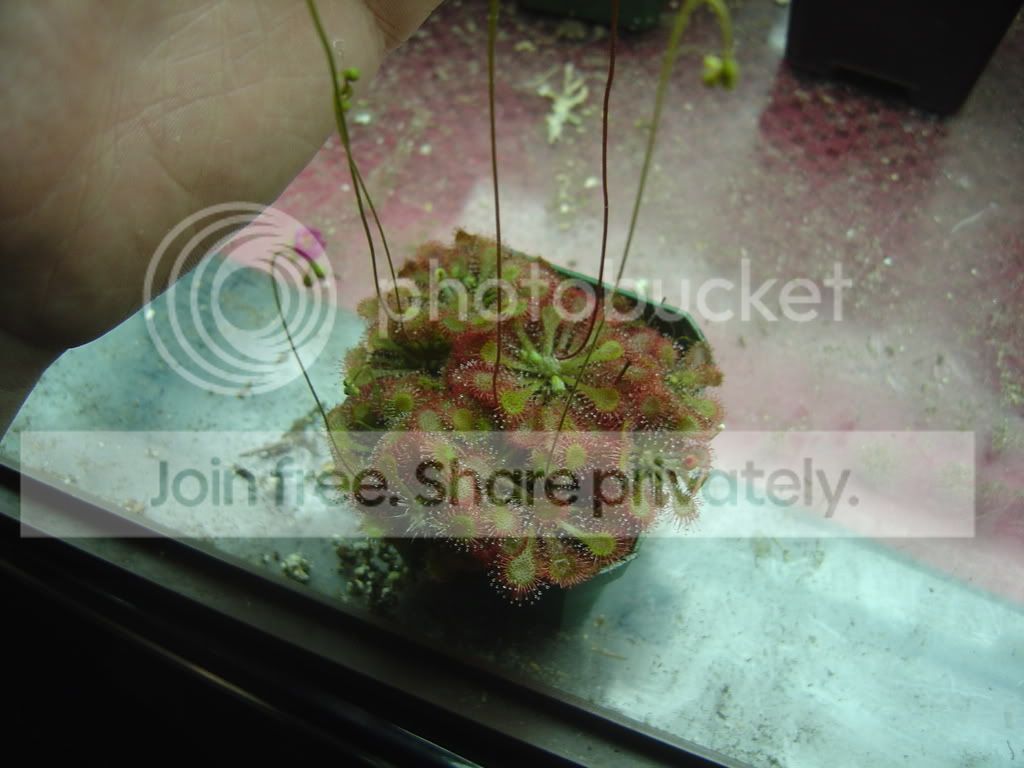 Droseraflowers001.jpg