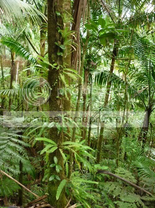 elYunque-understory4RS.jpg
