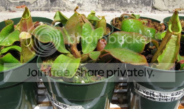 IMG_2754-N-veitchii-seedlings-June-22-2012.jpg