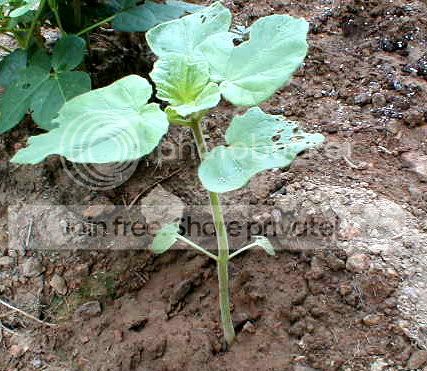 DevilClawSeedlings-1.jpg