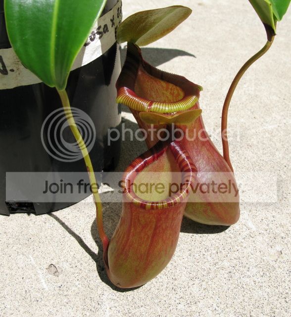 IMG_2605-N-ventricosa-x-ephippiata.jpg