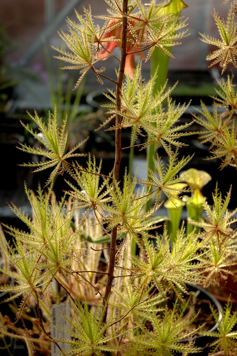 DSC_1857.JPG