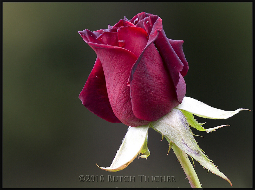 croppedrose4_hf.jpg