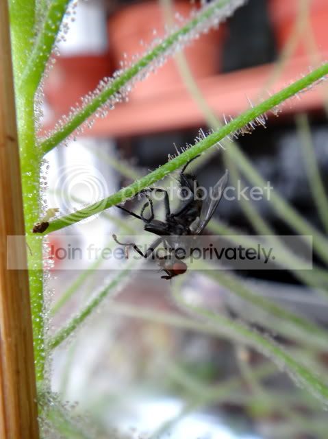 byblis_filifolia_fly.jpg
