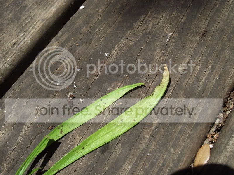 DSCF3984.jpg