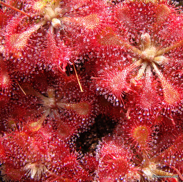 Tokaiensis_overhead_red-1.JPG