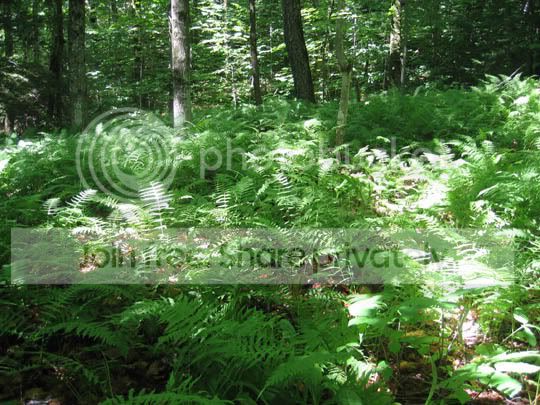 Ferns.jpg