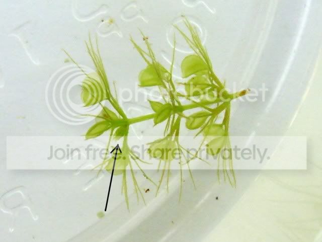 aldrovanda_cutting6.jpg