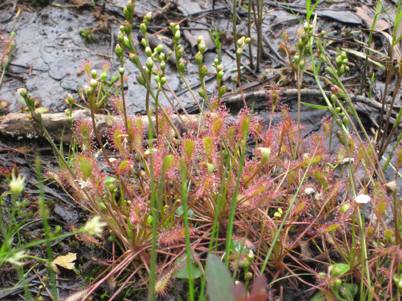 sundew2.jpg