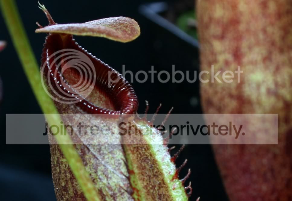 aristolochioidesxventricosaxtalangensis3.jpg