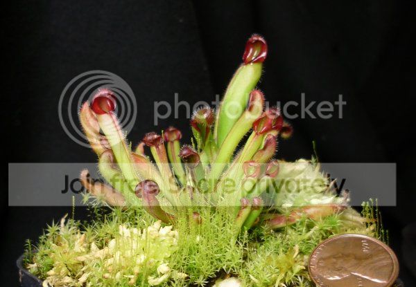 NASC2012-Huncinatai042812.jpg