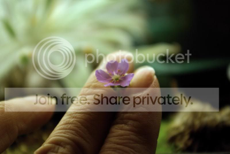 _IGP8153a.jpg