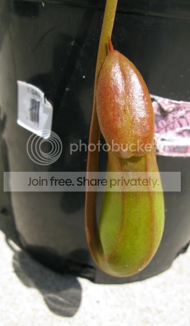 IMG_2613-N-ventricosa-x-ephippiata-EP.jpg