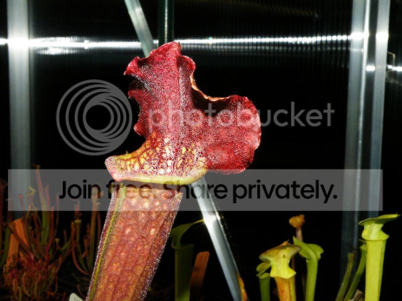 DSCF9518.jpg