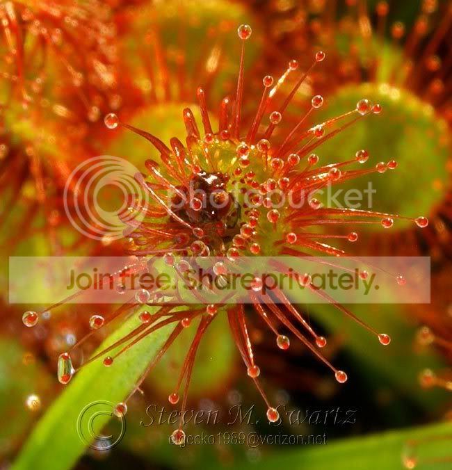 macro-CP-feeding-frenzy-027.jpg