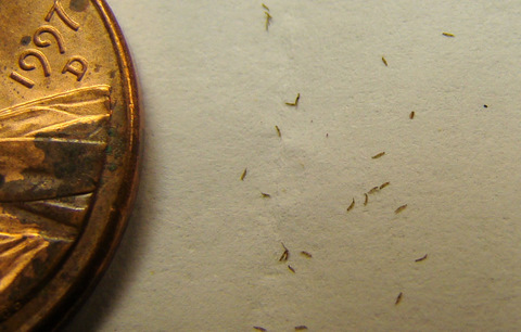 Venusta_coccicaulis_seeds_thumb.JPG