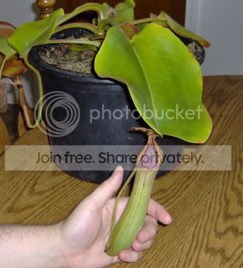 Ntruncata03.jpg