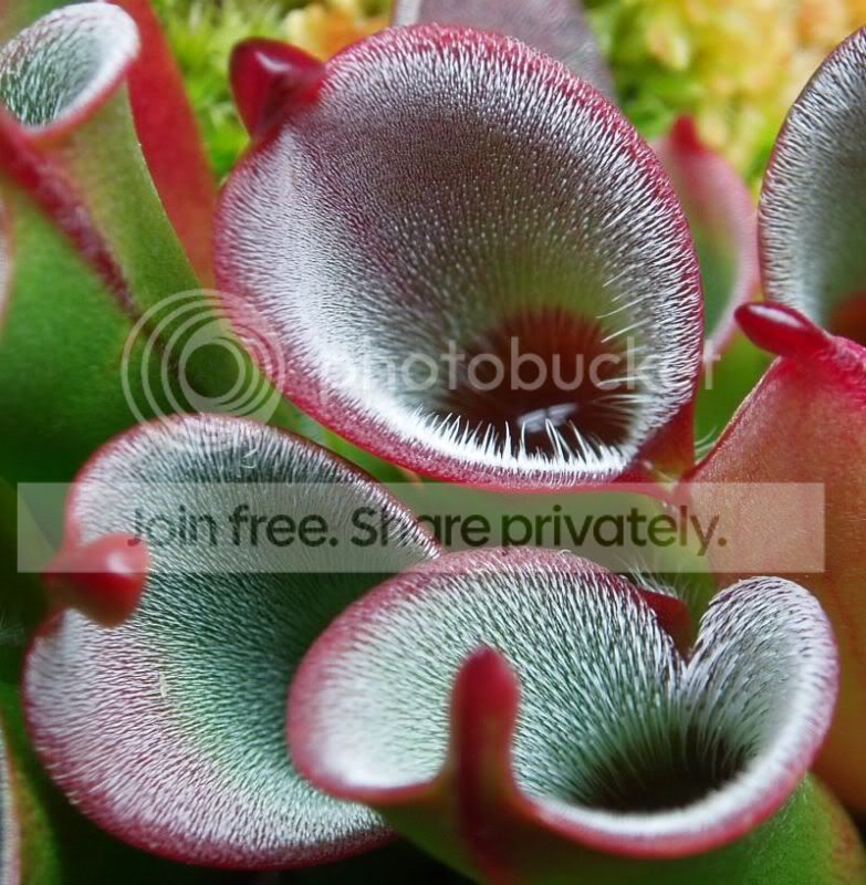 Hpulchella1091610RS.jpg