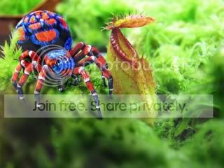 SpiderHamataSm.jpg