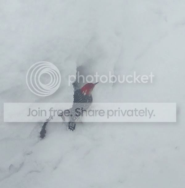 08morethan4ftsnow010.jpg