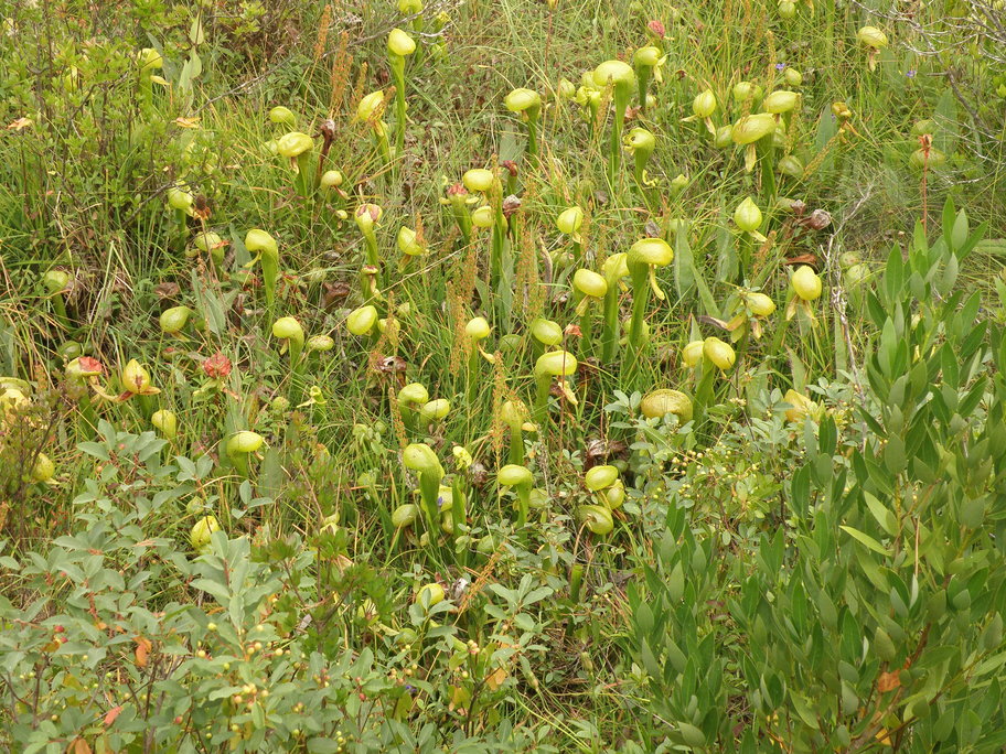 P8069056s.jpg