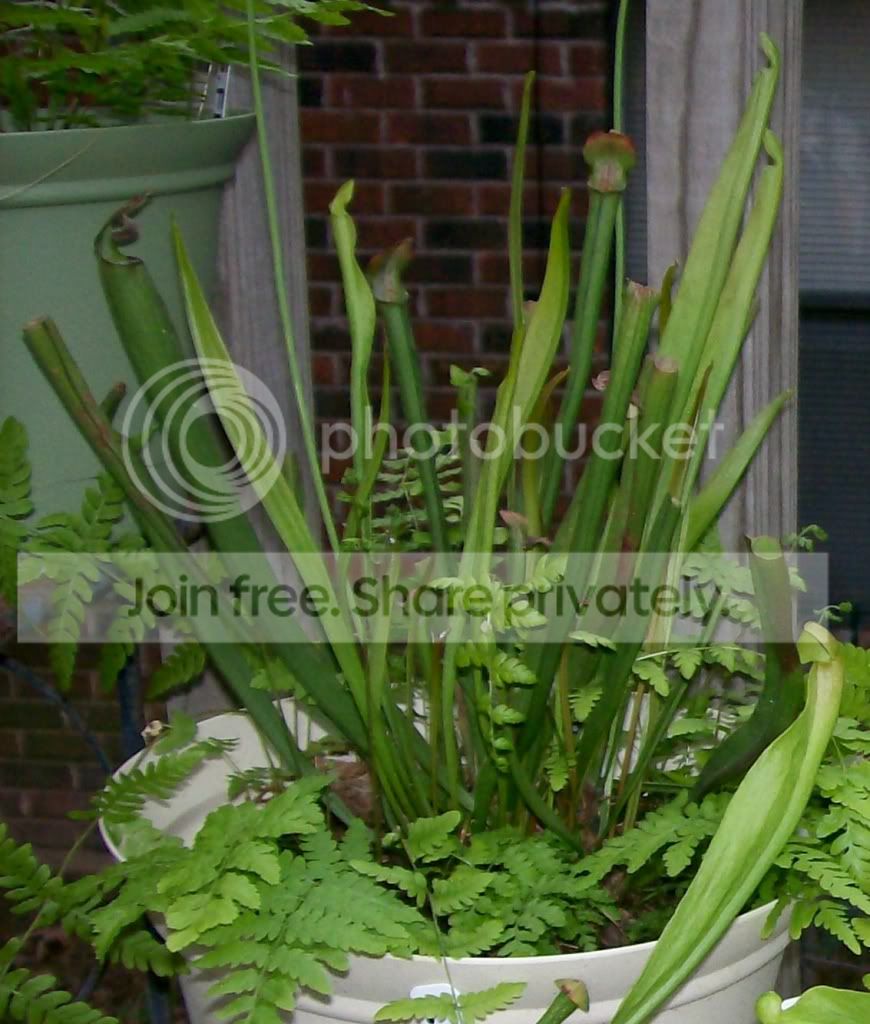 CarnivorousPlants005-Copy2.jpg