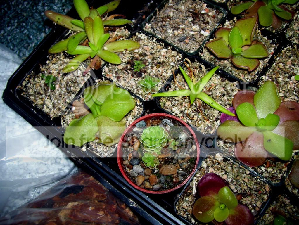100_6668.jpg