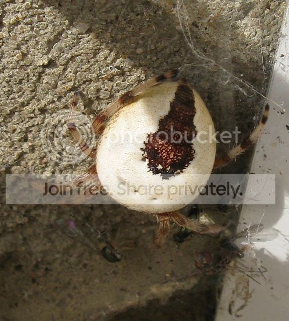 IMG_0291-spearhead-spider-August-21-2012.jpg