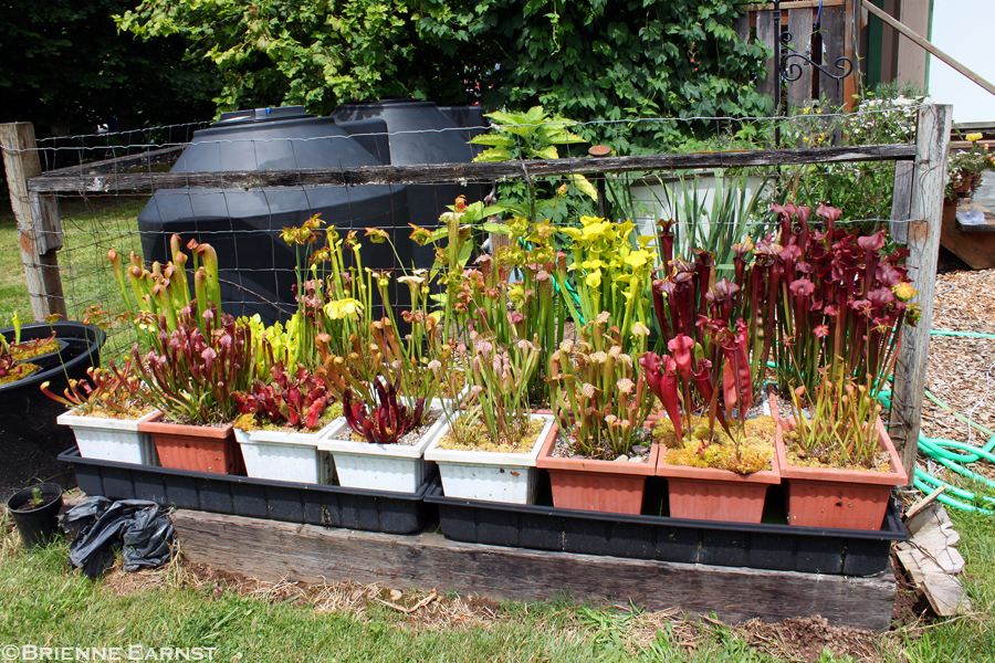 5947669426_3728b81be8_o.jpg