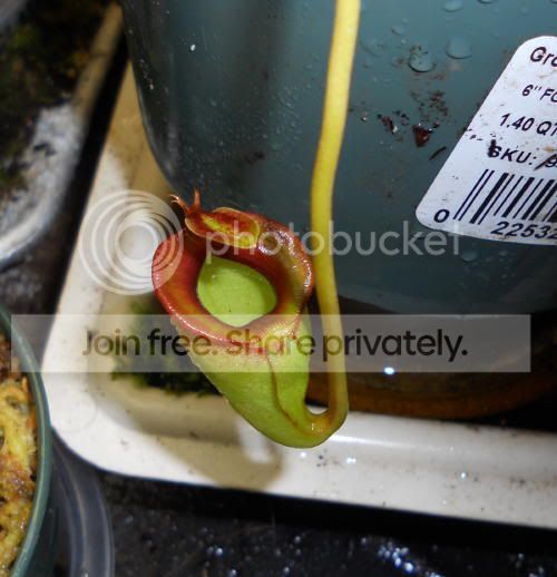 Njacq_10-29-10.jpg