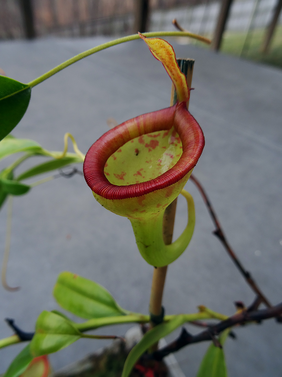 nepenthes-jamban-2.jpg