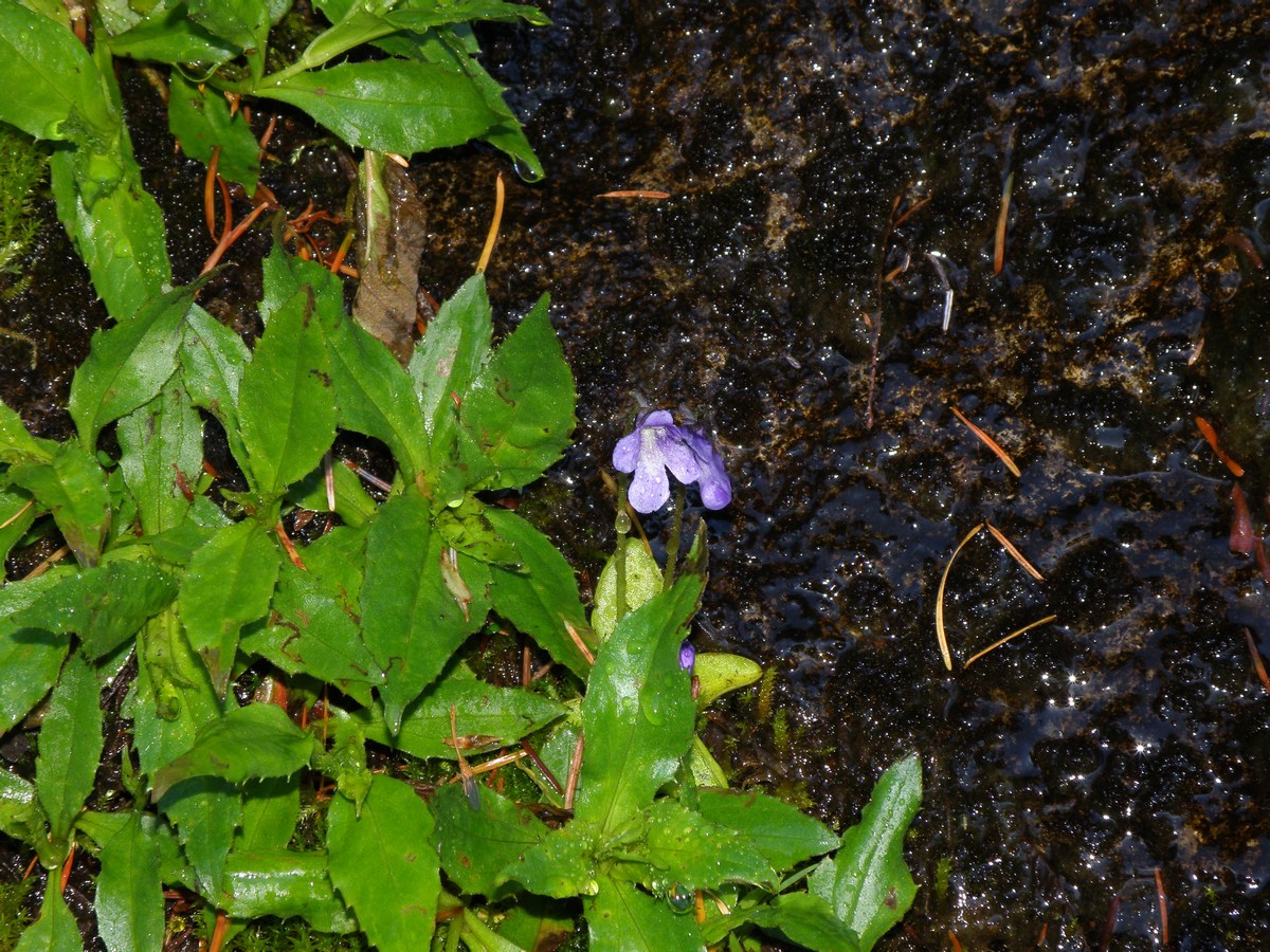 mini_P6198185.jpg