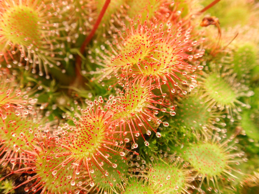 drosera_tokaiensis_by_gemstatecarnivore-d5amsxm.jpg