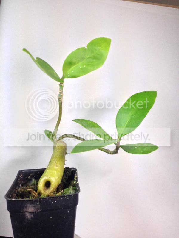 hydnophytum1_zps49cde48a.jpeg